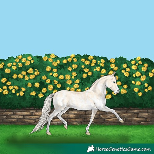 Horse Color:Palomino Pearl Sabino