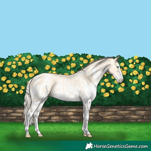 Horse Color:Palomino Pearl Sabino 