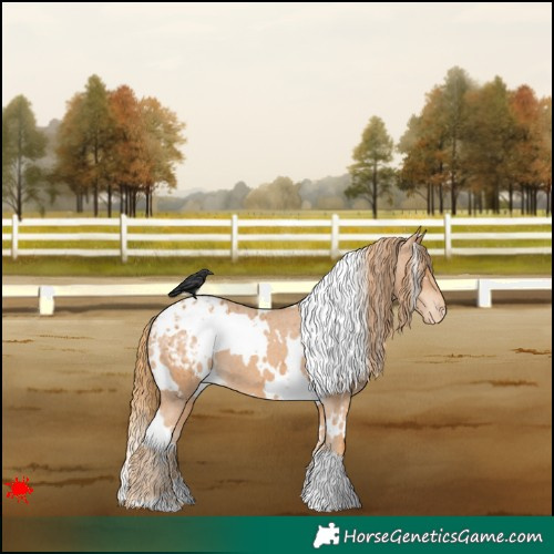 Horse Color:White Spotted Chestnut Appaloosa 