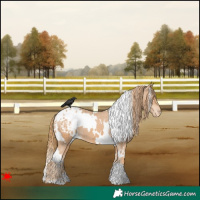 Horse Color:White Spotted Chestnut Blanket 