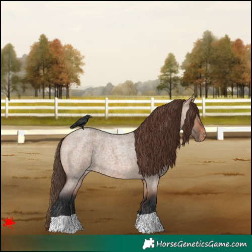 Horse Color:Bay Roan Dun Appaloosa