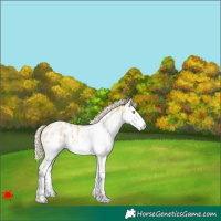 Horse Color:White Spotted Gold Cream Champagne Appaloosa 