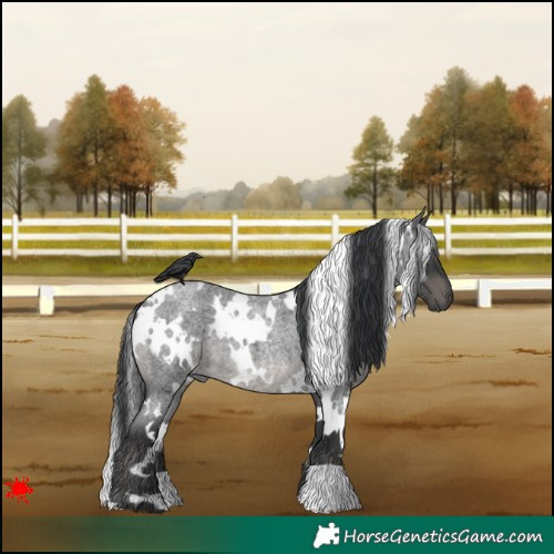 Horse Color:White Spotted Blue Roan 