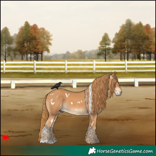Horse Color:White Spotted Chestnut 