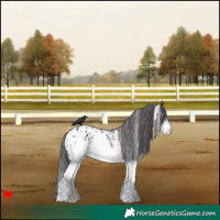 Horse Color:White Spotted Black Blanket 
