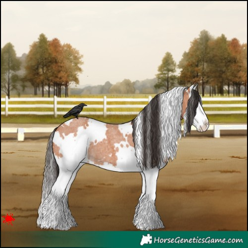 Horse Color:White Spotted Bay Roan Splash 