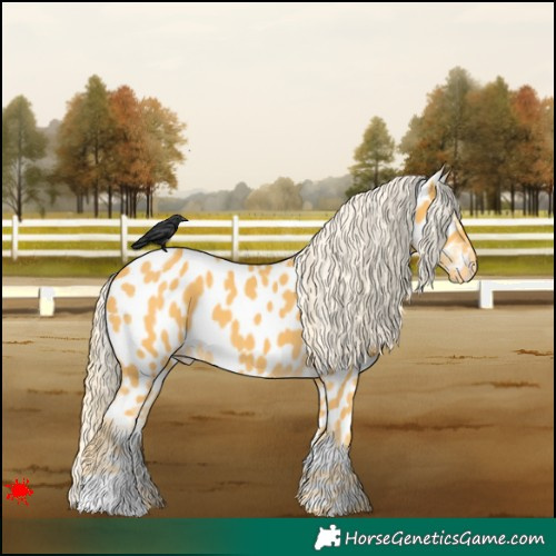 Horse Color:Palomino Appaloosa 