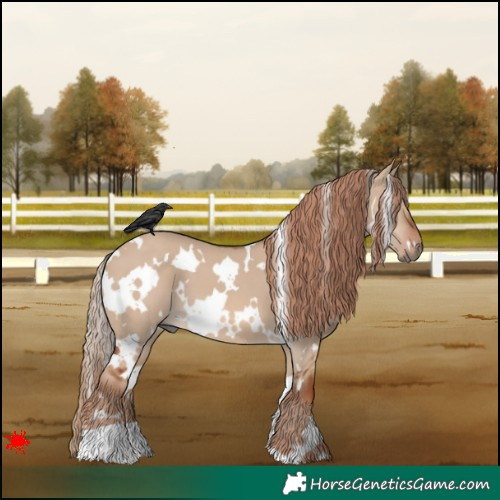 Horse Color:White Spotted Red Dun 