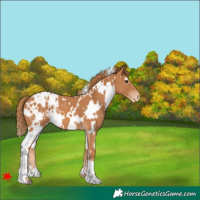 Horse Color:White Spotted Chestnut Blanket 