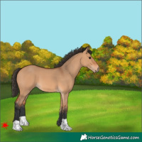 Horse Color:Bay Dun 