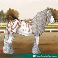 Horse Color:Silver Bay Splash Near Leopard Rabicano 