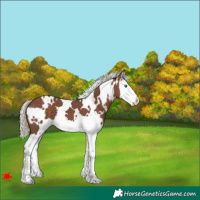 Horse Color:White Spotted Silver Black Splash
