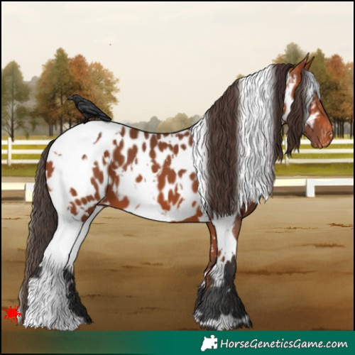 Horse Color:White Spotted Bay Appaloosa 