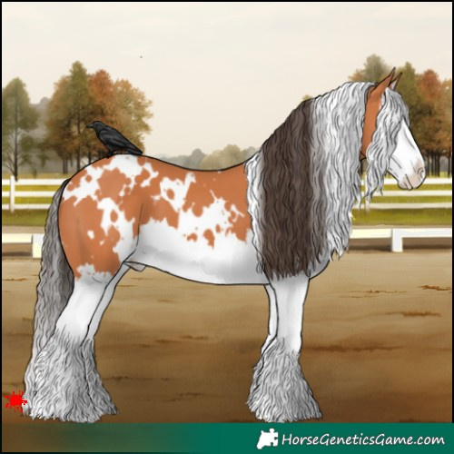 Horse Color:White Spotted Bay Splash 
