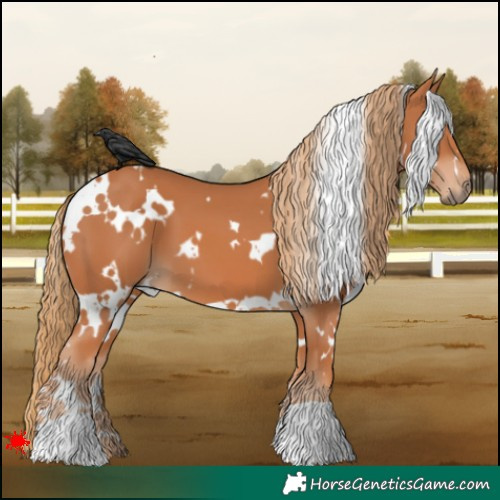 Horse Color:White Spotted Chestnut 