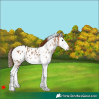 Horse Color:White Spotted Red Dun Splash Appaloosa 