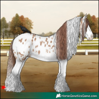 Horse Color:White Spotted Red Dun Splash Near Leopard 