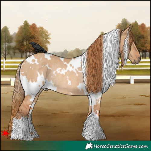 Horse Color:White Spotted Red Dun Rabicano 