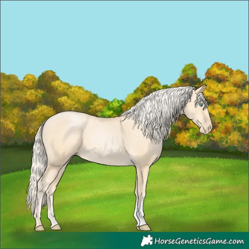 Horse Color:Palomino Pearl Sabino 