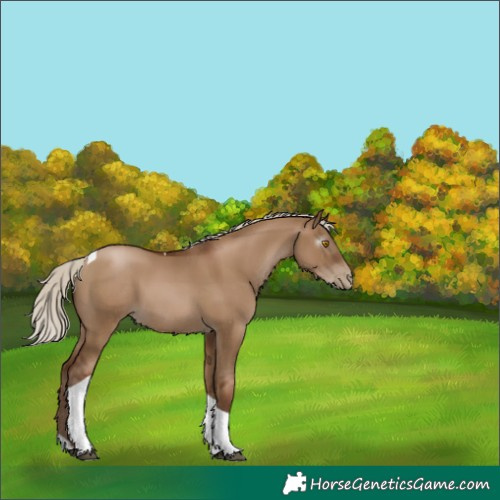Horse Color:Gray Silver Grullo Pearl Tobiano 