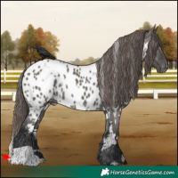 Horse Color:White Spotted Grullo Appaloosa 