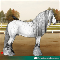 Horse Color:Gray White Spotted Grullo Appaloosa 