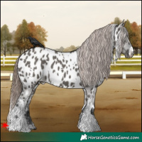 Horse Color:White Spotted Grullo Near Leopard 