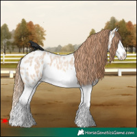Horse Color:Red Dun Roan Splash Appaloosa