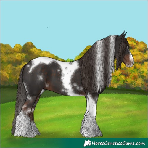 Horse Color:White Spotted Liver Chestnut Splash Tobiano Frame 