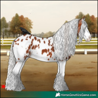 Horse Color:White Spotted Silver Bay Splash Near Leopard 