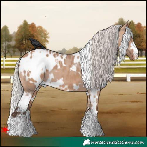 Horse Color:White Spotted Silver Brown Dun Appaloosa 