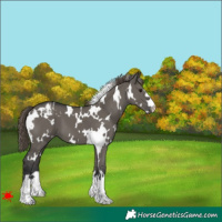 Horse Color:White Spotted Grullo Varnish
