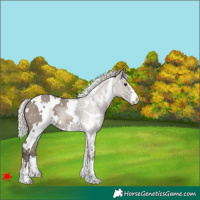 Horse Color:White Spotted Silver Grullo
