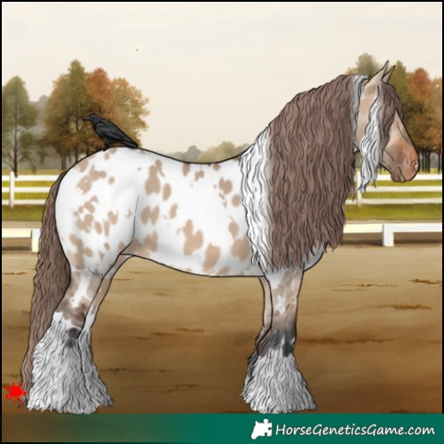 Horse Color:White Spotted Bay Dun Appaloosa 