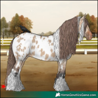 Horse Color:White Spotted Bay Dun Near Leopard