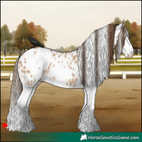 Horse Color:White Spotted Bay Dun Splash Appaloosa