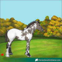 Horse Color:White Spotted Grullo Near Fewspot 