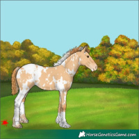 Horse Color:White Spotted Red Dun Appaloosa 