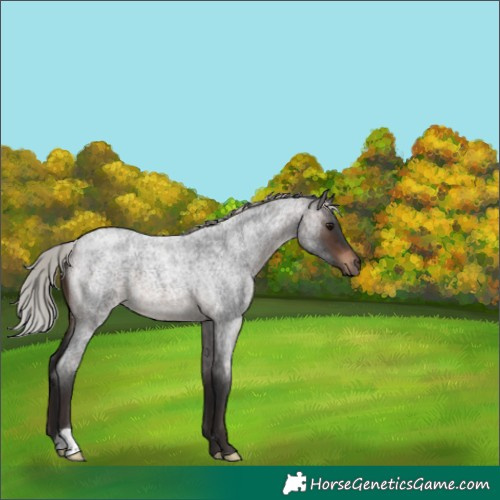 Horse Color:Silver Brown Roan 