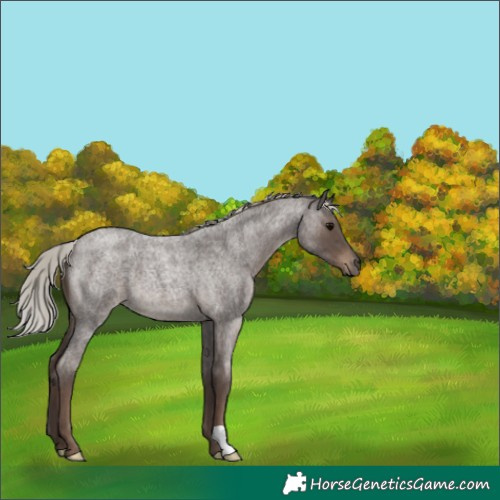 Horse Color:Silver Blue Roan 