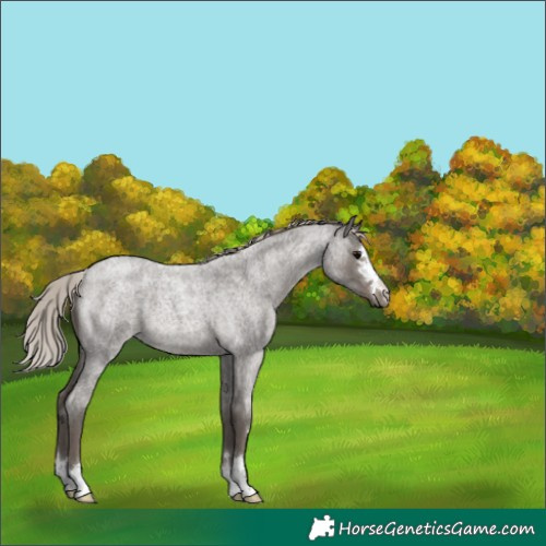 Horse Color:Silver Blue Roan 