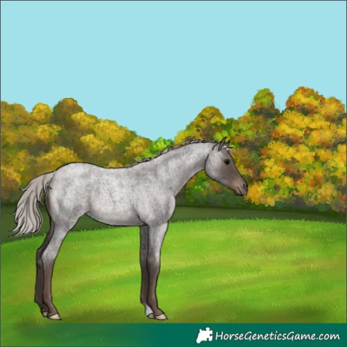 Horse Color:Silver Blue Roan 
