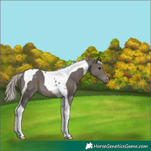 Horse Color:Silver Black Tobiano 