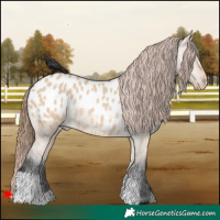 Horse Color:Bay Dun Blanket Rabicano