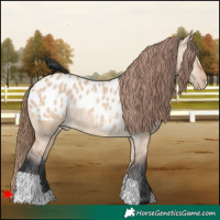 Horse Color:Bay Dun Appaloosa Rabicano 