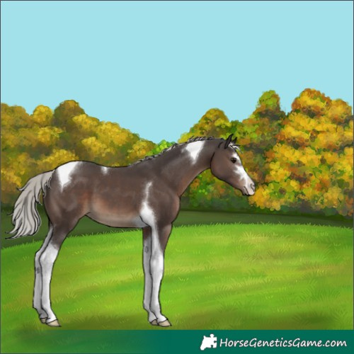 Horse Color:Silver Black Tobiano 