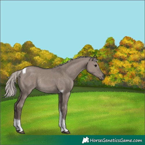 Horse Color:Silver Grullo Tobiano Rabicano 