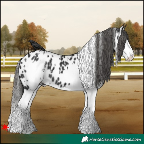 Horse Color:White Spotted Black Splash Near Leopard 