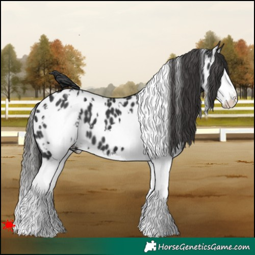 Horse Color:White Spotted Black Splash Appaloosa 