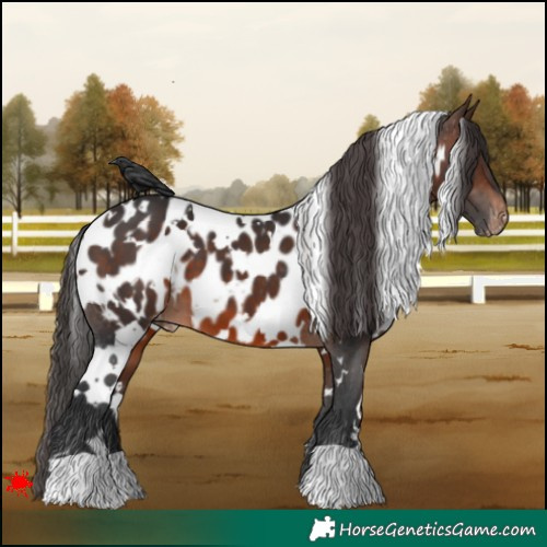Horse Color:White Spotted Brown Near Leopard 